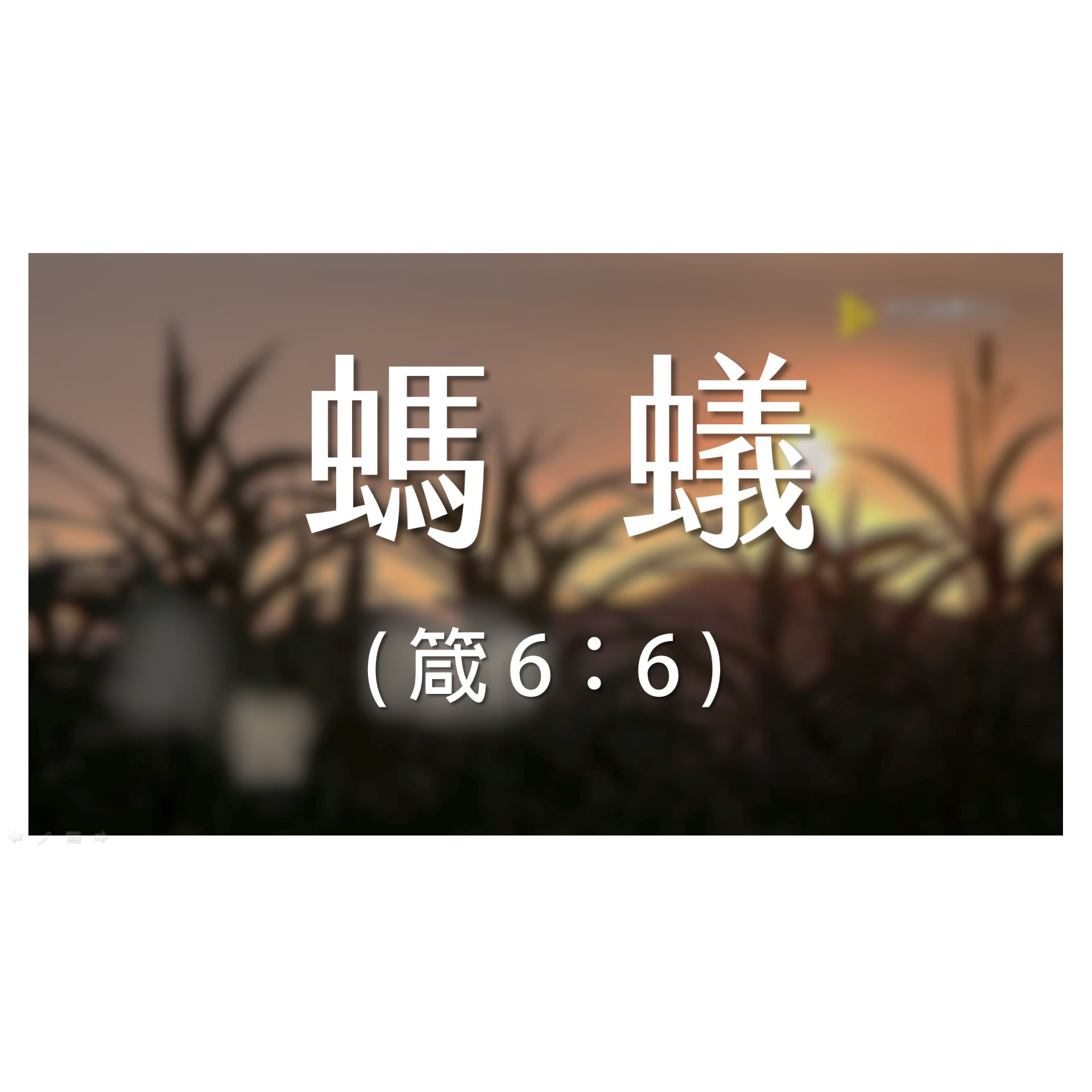 -＜經節分享＞​好時光 - 箴言 6：6 (螞蟻)